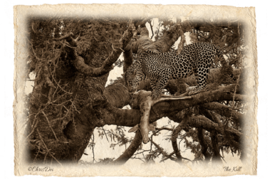 leopard, fever tree, gazelle, Africa, Tanzania, Kenya, Fine art photography, African Wildlife, Serengeti, Chris Dei Photography