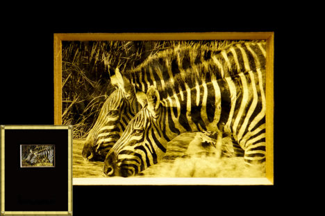 Zebra, Africa, Tanzania, African Wildlife, Serengeti, Alternative Process, Platinum over gold leaf, savannah gold, Chris Dei Photography