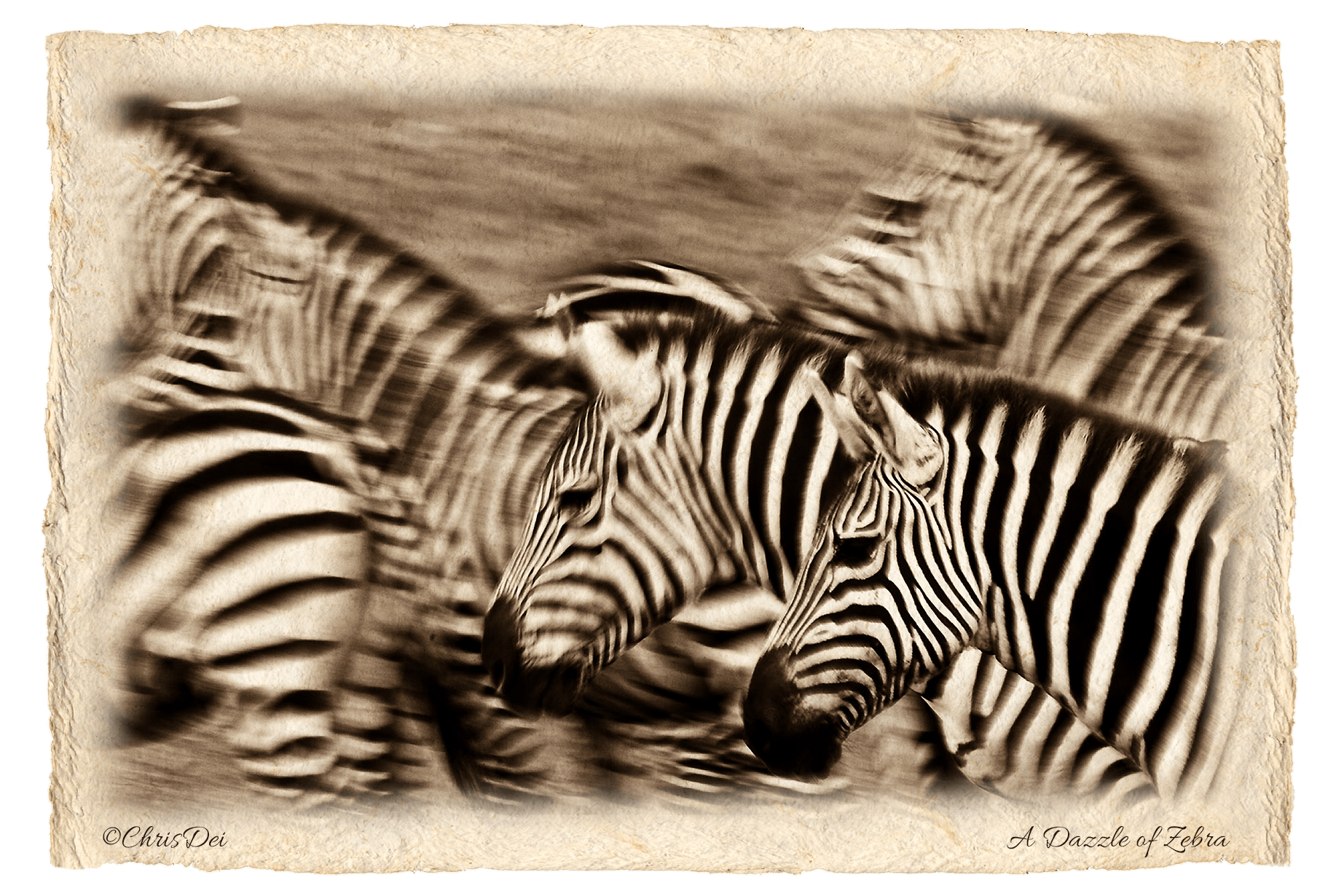 zebra, Africa, Tanzania, Fine art photography, African Wildlife, Serengeti, Chris Dei Photography