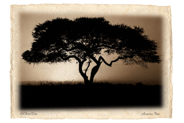 Acacia tree, landscape, Africa, Tanzania, Fine art photography, African Wildlife, Serengeti, Chris Dei Photography
