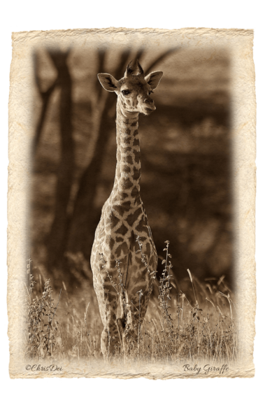 baby giraffe, Africa, Tanzania, Kenya, Fine art photography, African Wildlife, Serengeti, Chris Dei Photography