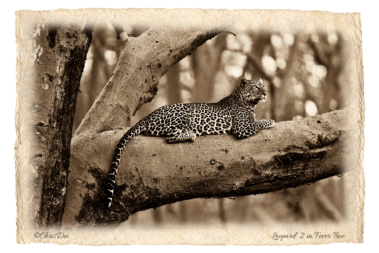 leopard, fever tree, Africa, Tanzania, Kenya, Fine art photography, African Wildlife, Serengeti, Chris Dei Photography