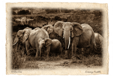elephant, herd, tsavo, Africa, Tanzania, Kenya, Fine art photography, African Wildlife, Serengeti, Chris Dei Photography