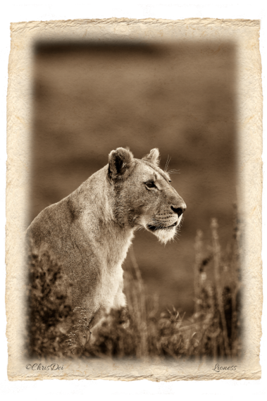 lioness, lion, Africa, Tanzania, Kenya, Fine art photography, African Wildlife, Serengeti, Chris Dei Photography