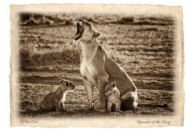 lioness, lion cub, Africa, Tanzania, Kenya, Fine art photography, African Wildlife, Serengeti, Chris Dei Photography