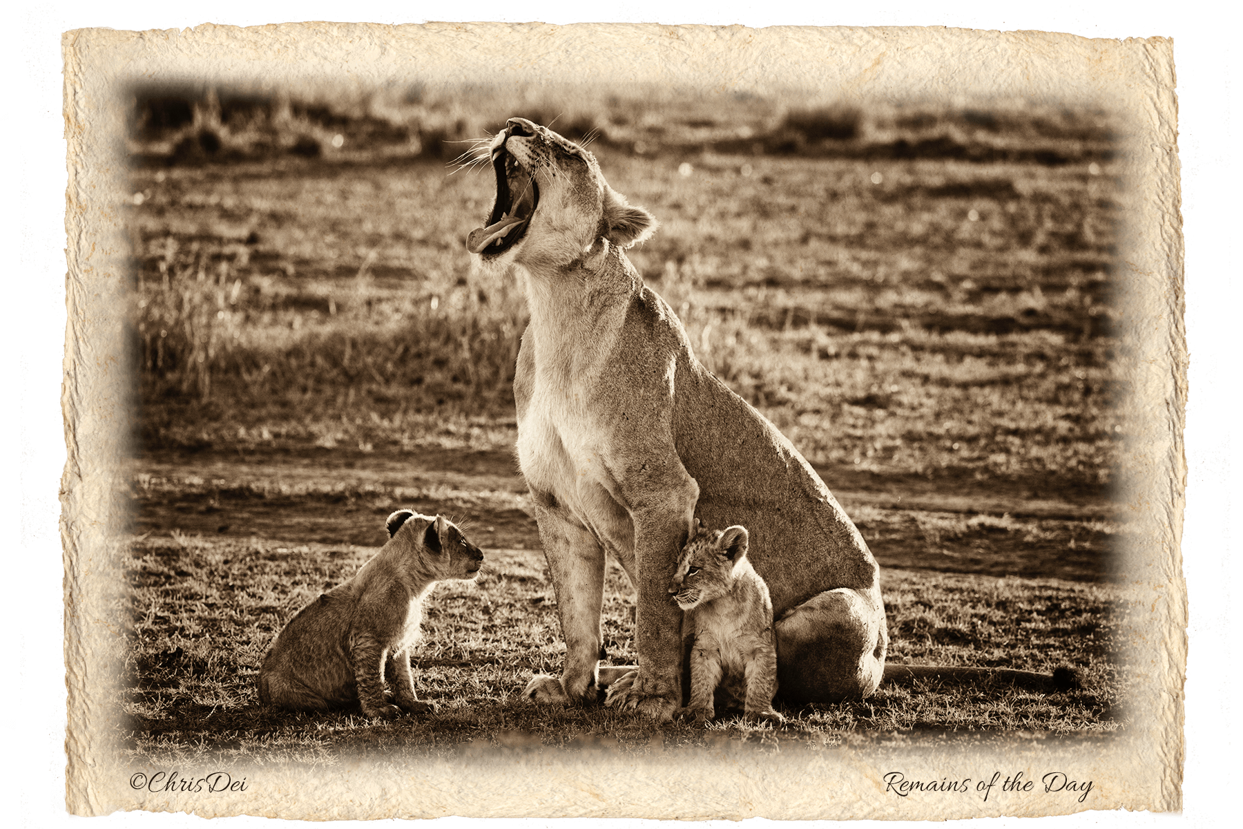 lioness, lion cub, Africa, Tanzania, Kenya, Fine art photography, African Wildlife, Serengeti, Chris Dei Photography