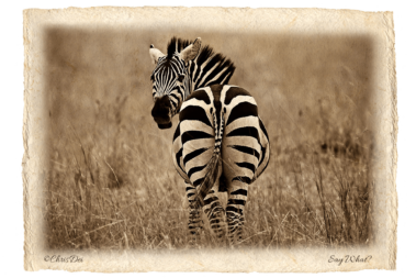 zebra, Africa, Tanzania, Fine art photography, African Wildlife, Serengeti, Chris Dei Photography