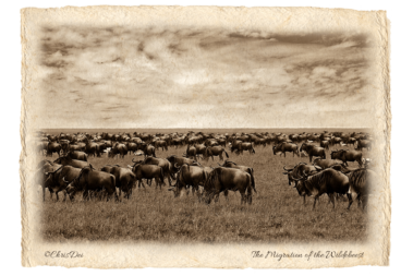 wildebeest, herd, , Africa, Tanzania, Kenya, Fine art photography, African Wildlife, Serengeti, Chris Dei Photography
