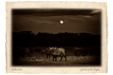 cape buffalo, Africa, Tanzania, Kenya, Fine art photography, African Wildlife, Serengeti, Chris Dei Photography