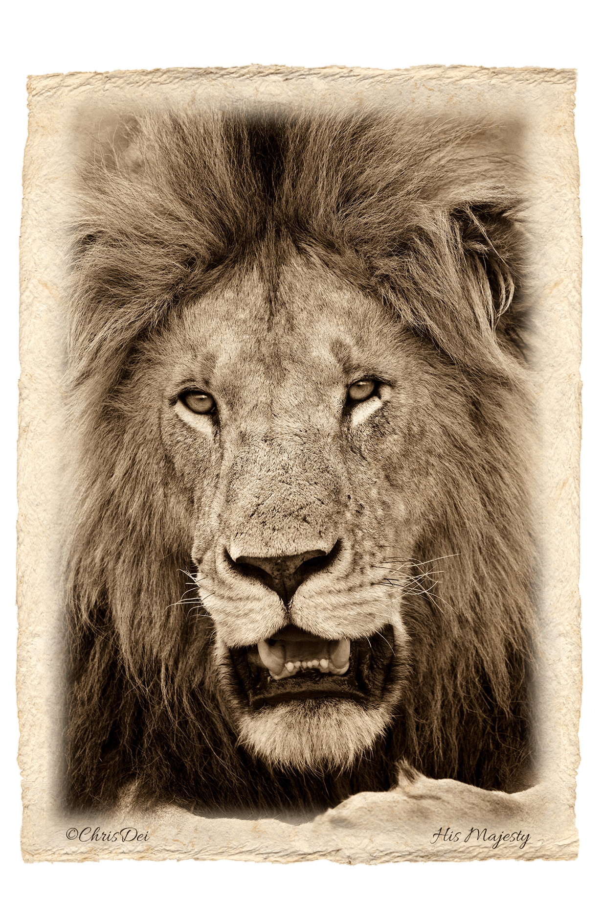 lion, Africa, Tanzania, Fine art photography, African Wildlife, Serengeti, Chris Dei Photography