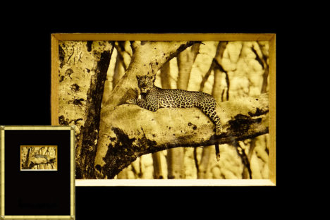 Leopard, Africa, Tanzania, African Wildlife, Serengeti, Alternative Process, Platinum over gold leaf, savannah gold, Chris Dei Photography