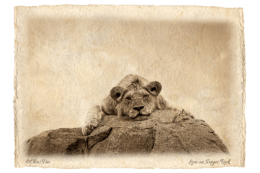 lion, Africa, Tanzania, Fine art photography, African Wildlife, Serengeti, Chris Dei Photography