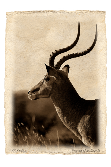impala, Africa, Tanzania, Kenya, Fine art photography, African Wildlife, Serengeti, Chris Dei Photography