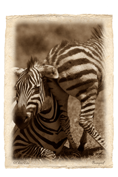 baby zebra, Africa, Tanzania, Kenya, Fine art photography, African Wildlife, Serengeti, Chris Dei Photography