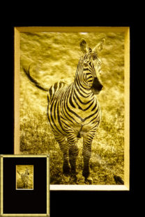 Zebra, Africa, Tanzania, African Wildlife, Serengeti, Alternative Process, Platinum over gold leaf, savannah gold, Chris Dei Photography