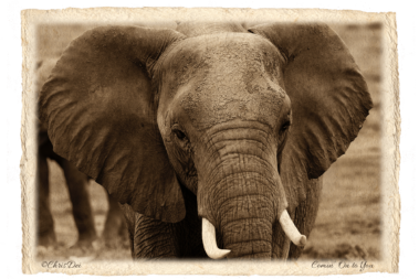 elephant, Africa, Tanzania, Fine art photography, African Wildlife, Serengeti, Chris Dei Photography