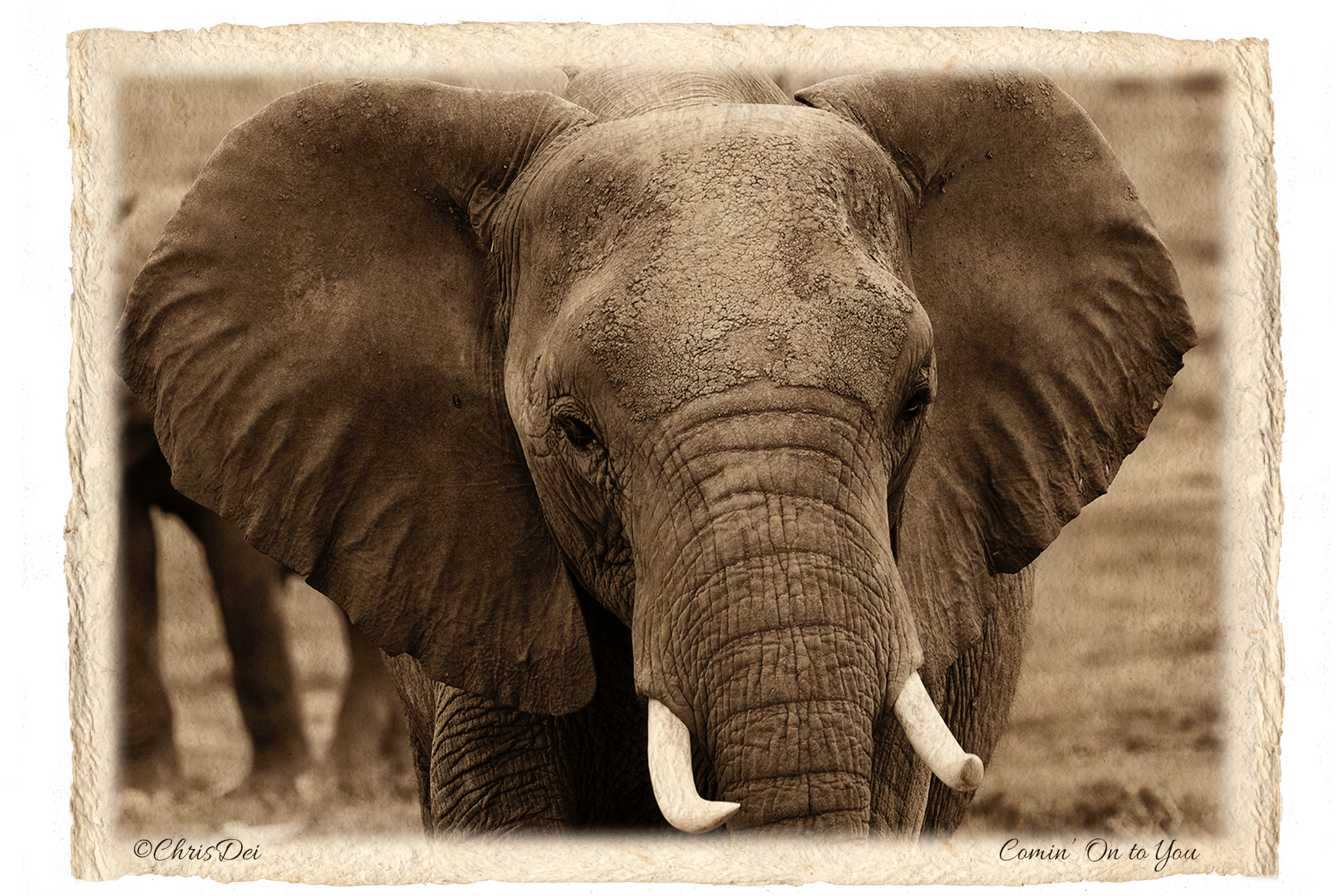 elephant, Africa, Tanzania, Fine art photography, African Wildlife, Serengeti, Chris Dei Photography