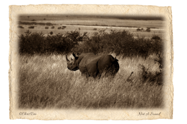 black rhino, rhinoceros, Africa, Tanzania, Fine art photography, African Wildlife, Serengeti, Chris Dei Photography