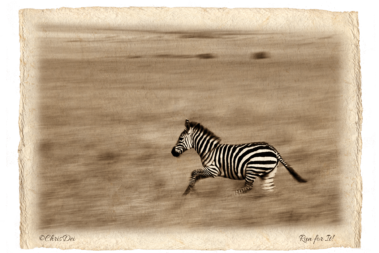 zebra, Africa, Tanzania, Kenya, Fine art photography, African Wildlife, Serengeti, Chris Dei Photography