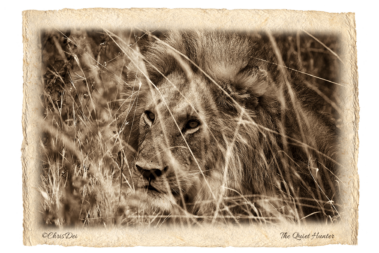 lion, Africa, Tanzania, Kenya, Fine art photography, African Wildlife, Serengeti, Chris Dei Photography
