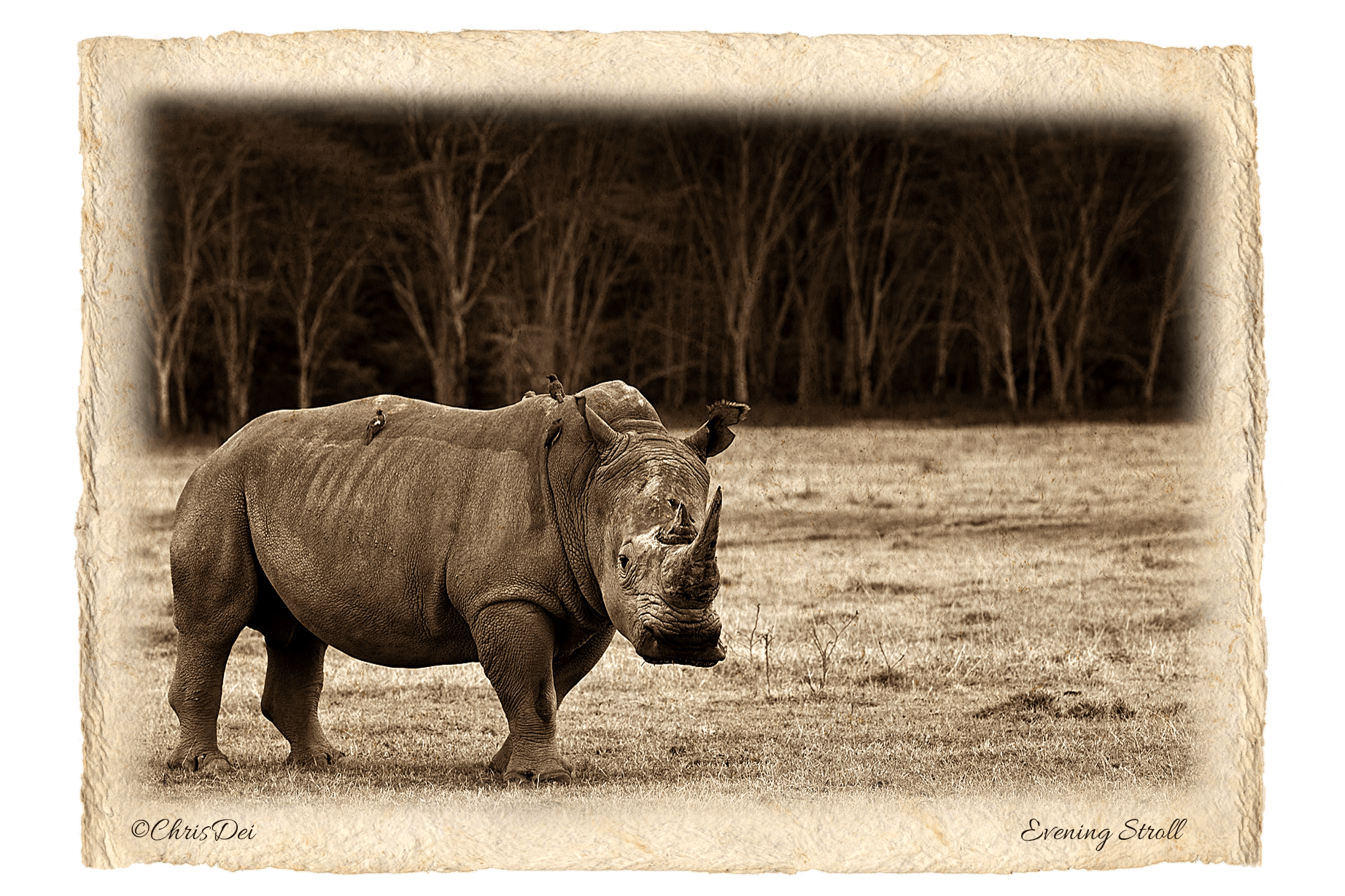 rhinoceros, black rhino, Africa, Tanzania, Kenya, Fine art photography, African Wildlife, Serengeti, Chris Dei Photography