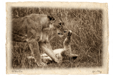 lion cub, baby, lioness, Africa, Tanzania, Kenya, Fine art photography, African Wildlife, Serengeti, Chris Dei Photography