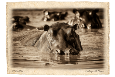 hippopotamus, hippo, Africa, Tanzania, Kenya, Fine art photography, African Wildlife, Serengeti, Chris Dei Photography