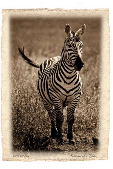 zebra, Africa, Tanzania, Kenya, Fine art photography, African Wildlife, Serengeti, Chris Dei Photography