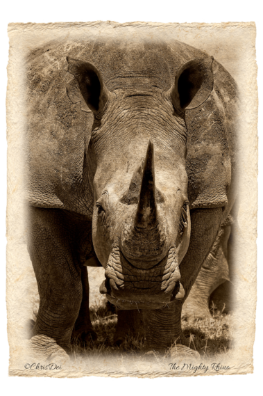 rhinoceros, rhino, Africa, Tanzania, Kenya, Fine art photography, African Wildlife, Serengeti, Chris Dei Photography