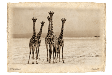 giraffe, Africa, Tanzania, Fine art photography, African Wildlife, Serengeti, Chris Dei Photography