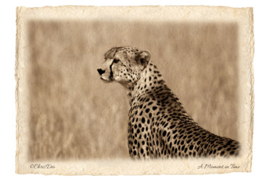 cheetah, Africa, Tanzania, Fine art photography, African Wildlife, Serengeti, Chris Dei Photography