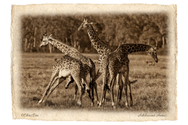 giraffe, Africa, Tanzania, Kenya, Fine art photography, African Wildlife, Serengeti, Chris Dei Photography
