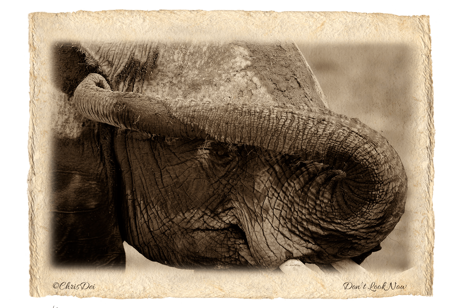 elephant, Africa, Tanzania, Kenya, Fine art photography, African Wildlife, Serengeti, Chris Dei Photography