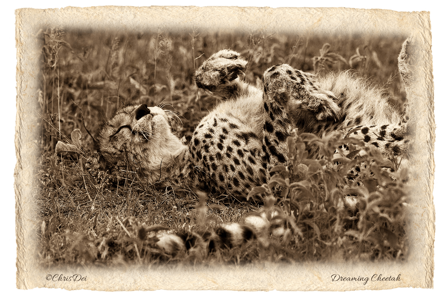 cheetah, Africa, Tanzania, Fine art photography, African Wildlife, Serengeti, Chris Dei Photography