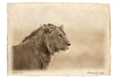 lion, Africa, Tanzania, Kenya, Fine art photography, African Wildlife, Serengeti, Chris Dei Photography