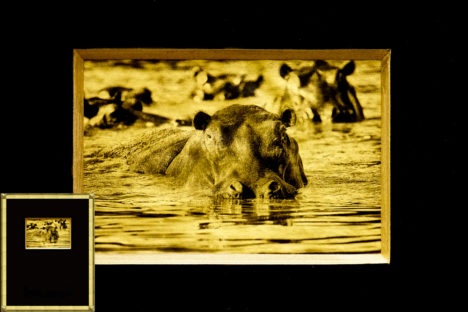 Hippo, Hippopotamus, Africa, Tanzania, African Wildlife, Serengeti, Alternative Process, Platinum over gold leaf, savannah gold, Chris Dei Photography