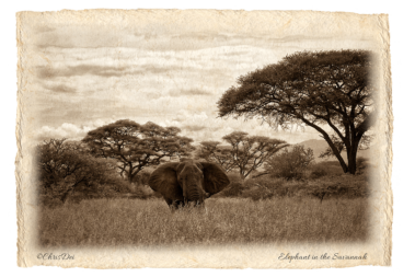 elephant, tsavo, Africa, Tanzania, Kenya, Fine art photography, African Wildlife, Serengeti, Chris Dei Photography