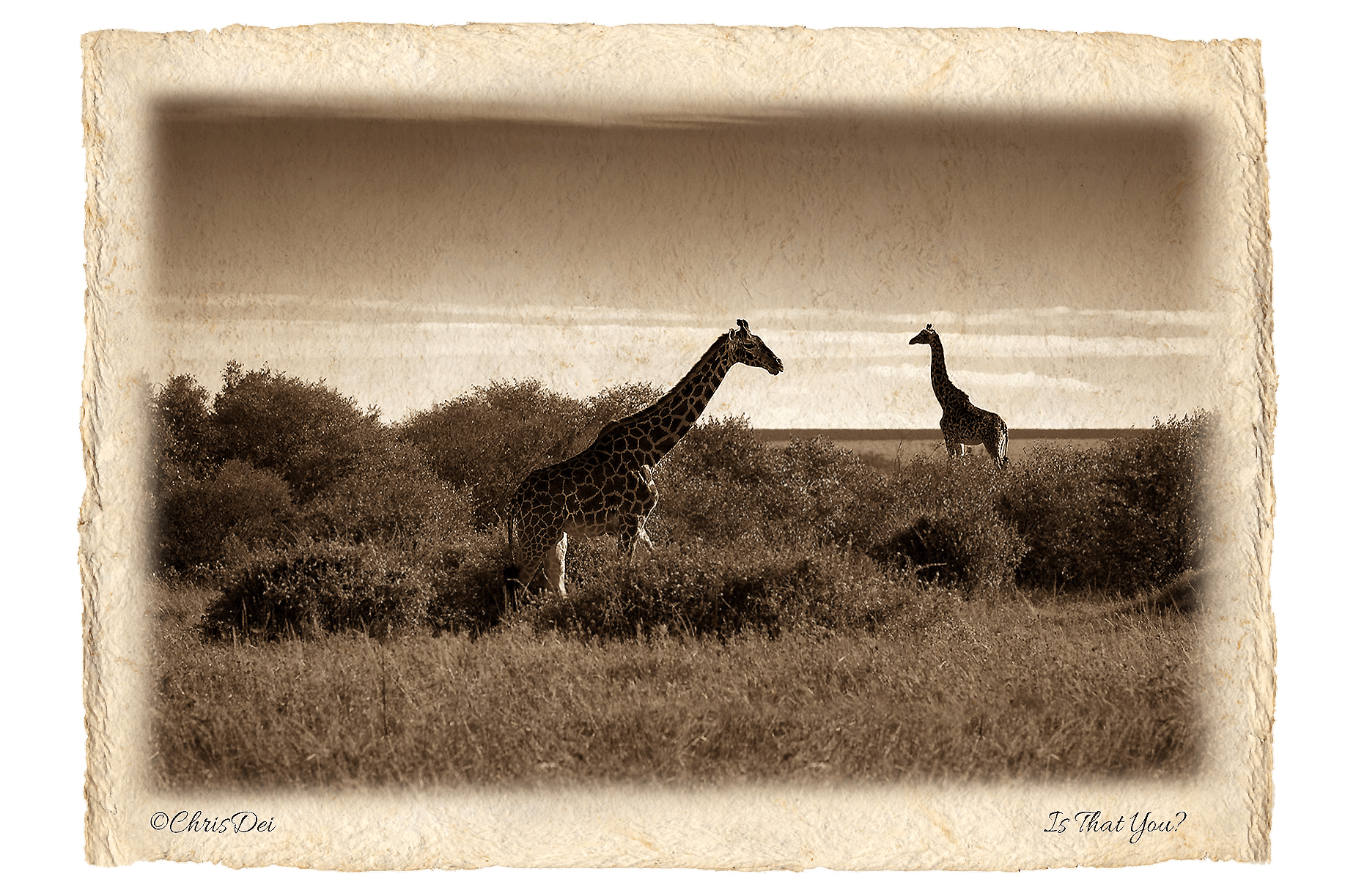 giraffe, Africa, Tanzania, Kenya, Fine art photography, African Wildlife, Serengeti, Chris Dei Photography