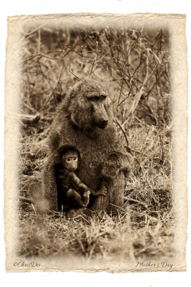baboon baby primate, Africa, Tanzania, Kenya, Fine art photography, African Wildlife, Serengeti, Chris Dei Photography