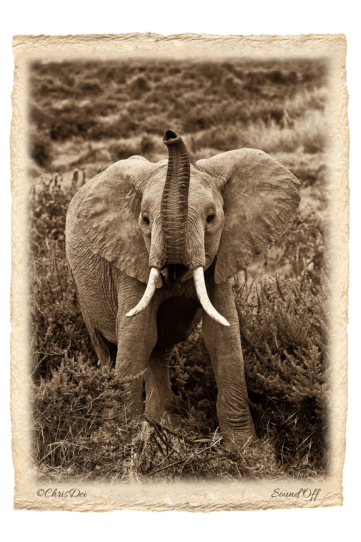 elephant, baby, tsavo, Africa, Tanzania, Kenya, Fine art photography, African Wildlife, Serengeti, Chris Dei Photography