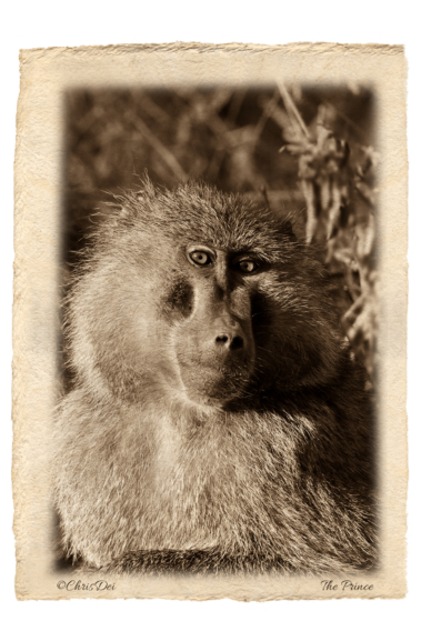 baboon, primate, Africa, Tanzania, Kenya, Fine art photography, African Wildlife, Serengeti, Chris Dei Photography