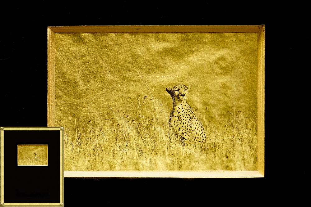 Cheetah, Africa, Tanzania, African Wildlife, Serengeti, Alternative Process, Platinum over gold leaf, savannah gold, Chris Dei Photography