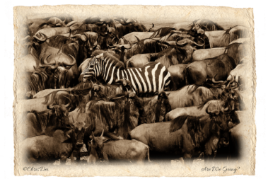 wildebeest, zebra, migration, Africa, Tanzania, Fine art photography, African Wildlife, Serengeti, Chris Dei Photography
