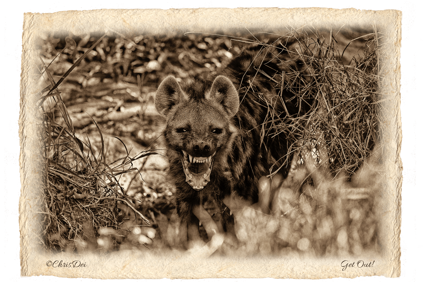 hyena, Africa, Tanzania, Kenya, Fine art photography, African Wildlife, Serengeti, Chris Dei Photography