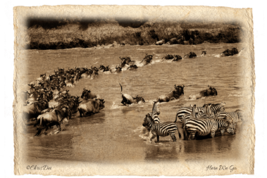 wildebeest, zebra, Africa, Tanzania, Kenya, Fine art photography, African Wildlife, Serengeti, Chris Dei Photography