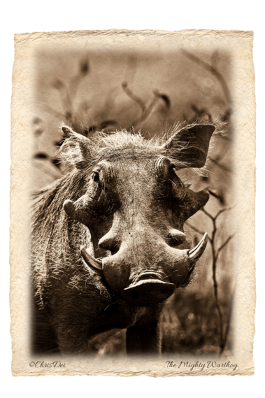 warthog, wild pig,, Africa, Tanzania, Kenya, Fine art photography, African Wildlife, Serengeti, Chris Dei Photography