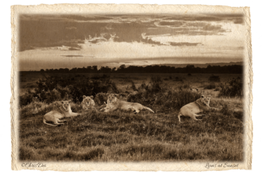 lion, pride, Africa, Tanzania, Kenya, Fine art photography, African Wildlife, Serengeti, Chris Dei Photography