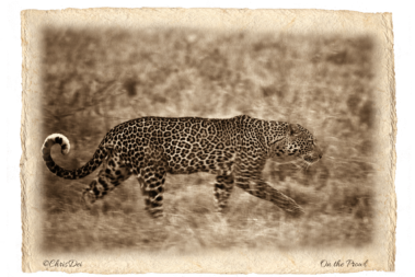 leopard, Africa, Tanzania, Fine art photography, African Wildlife, Serengeti, Chris Dei Photography