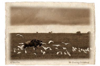 wildebeest, Africa, Tanzania, Kenya, Fine art photography, African Wildlife, Serengeti, Chris Dei Photography