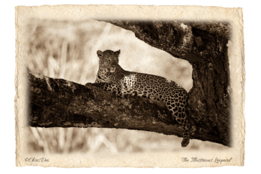 leopard, Africa, Tanzania, Kenya, Fine art photography, African Wildlife, Serengeti, Chris Dei Photography